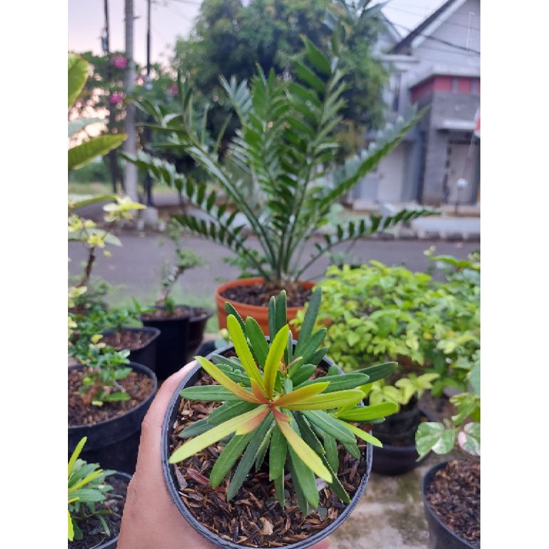 Lohansung cincuan pucuk merah