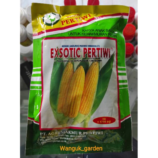BENIH JAGUNG MANIS EXSOTIC PERTIWI