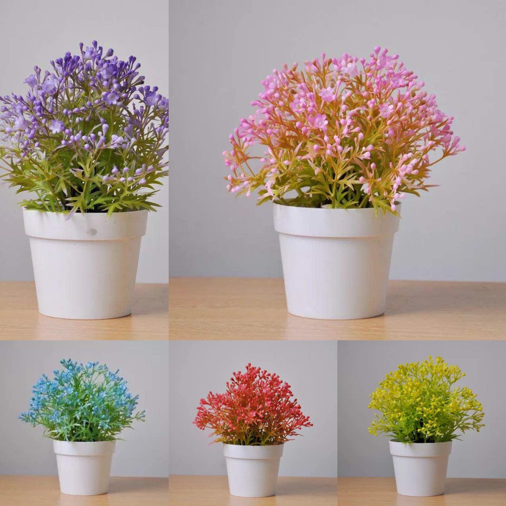 1KG 10PCS BM957 POT BUNGA TANAMAN HIAS PENTAS BUNGA 1KG 10PCS BM957 POT BUNGA TANAMAN HIAS PENTAS BUNGA