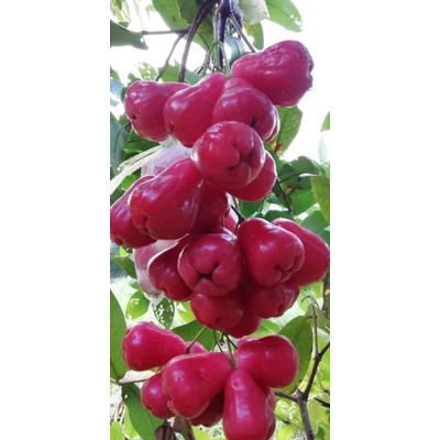 Bibit jambu madu deli merah
