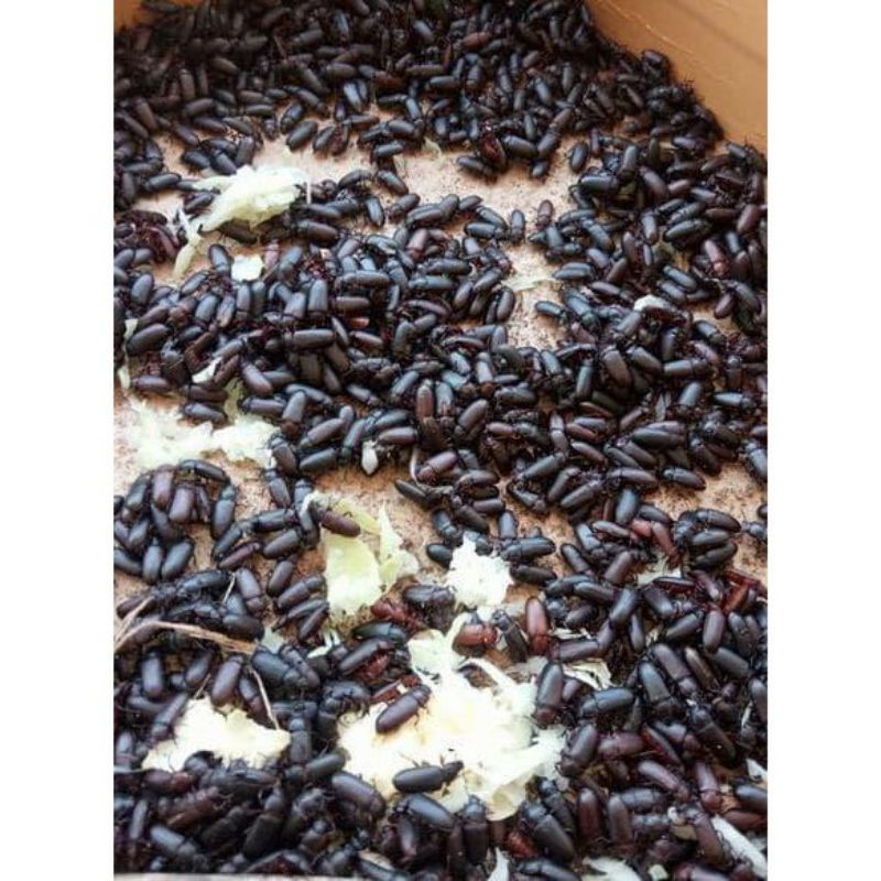 kepik bibit atau indukan ulat kandang isi 2