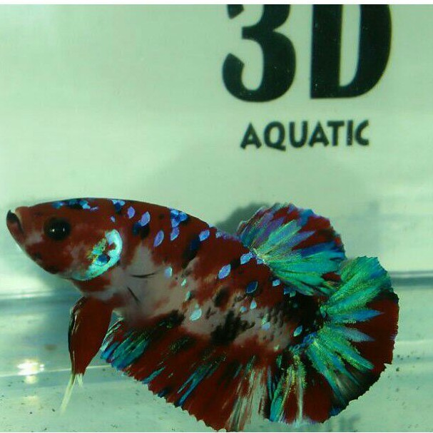 cupang koi galaxy male/jantan