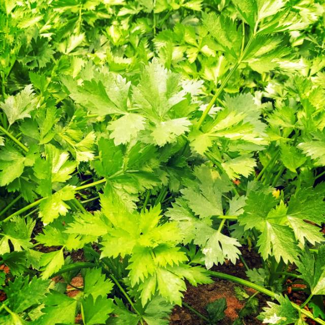 

Seledri/Daun Sop Organik