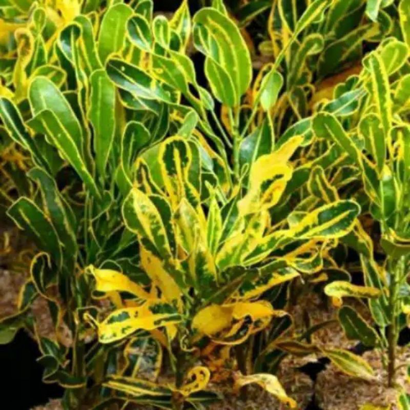 Pohon puring bor - puring bor kuning - puring kuning - tanaman hias puring - puring - pohon puring