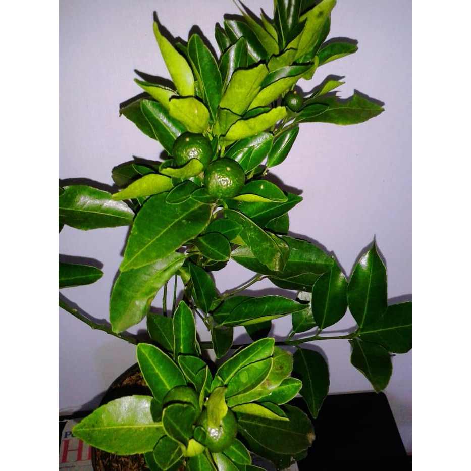 Tanaman Jeruk Tejakula Berbuah