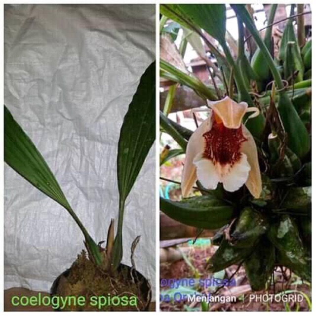 Anggrek Coelogyne Speciosa Bunga wangi