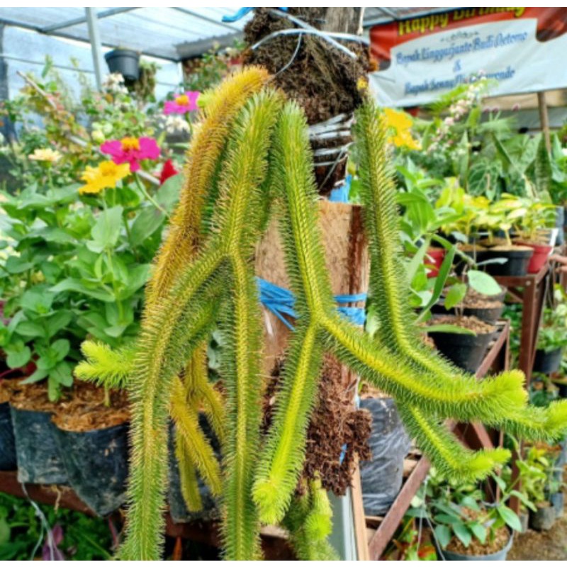 Tanaman Hias Gantung Ekor Monyet/Kumpai Ekor Monyet