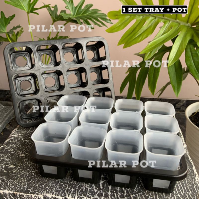 1 set Tray + pot nkt kotak 5cm BENING TRANSPARAN | tray semai bibit