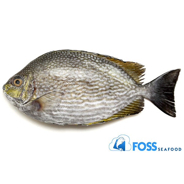 

Foss Seafood Ikan Baronang Frozen (beku) size 100gr-300gr