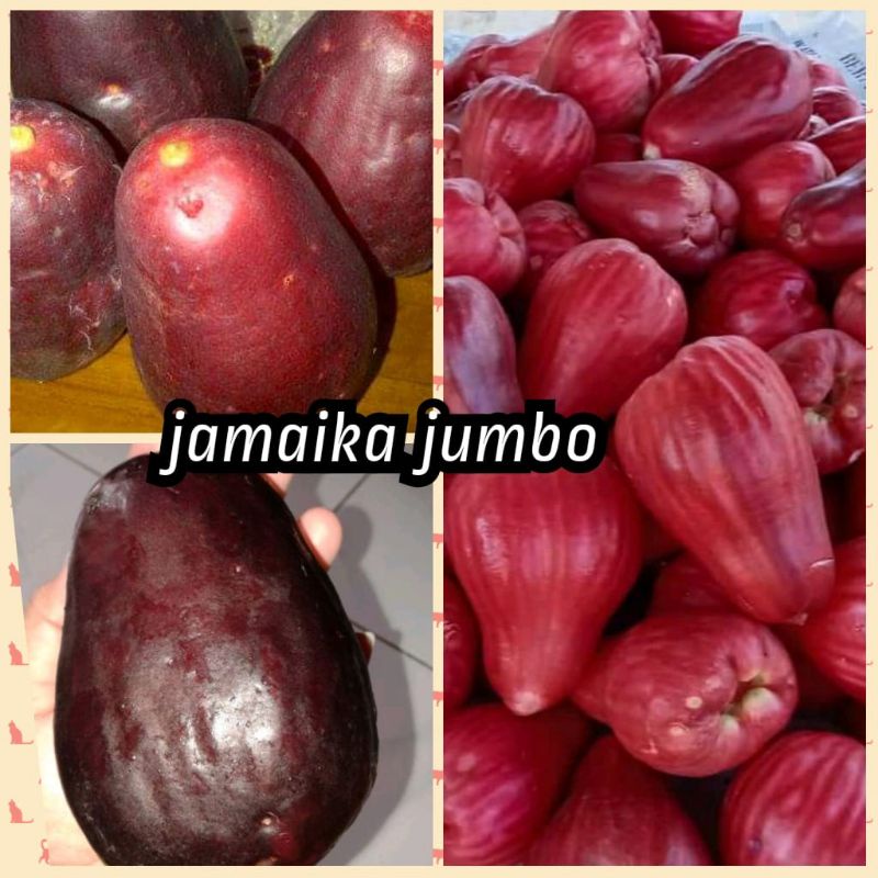 bibit jambu air Jamaika jumbo