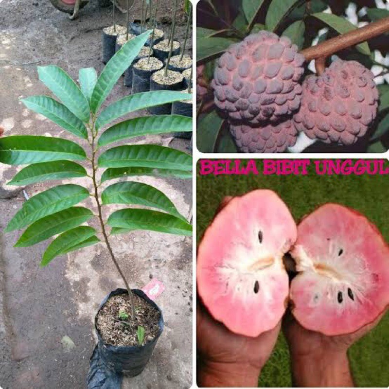 Bibit srikaya merah jumbo okulasi