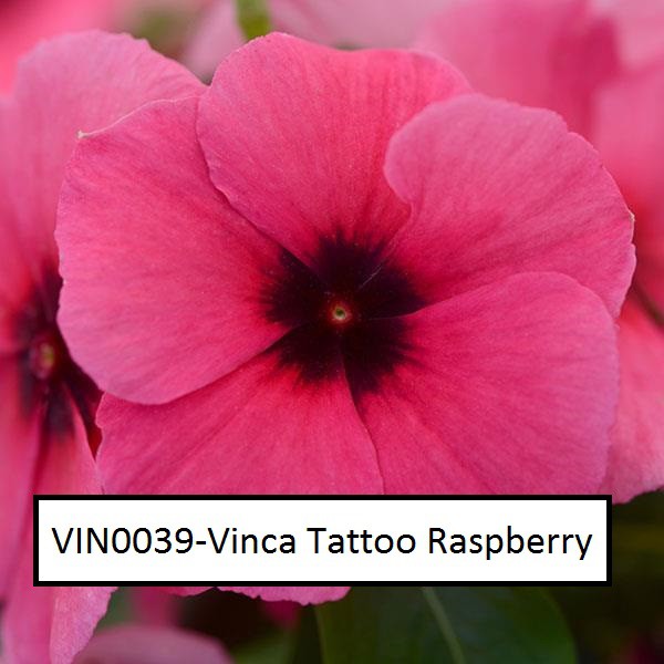 550+ Free Tattoo Vinca HD Tattoo Images