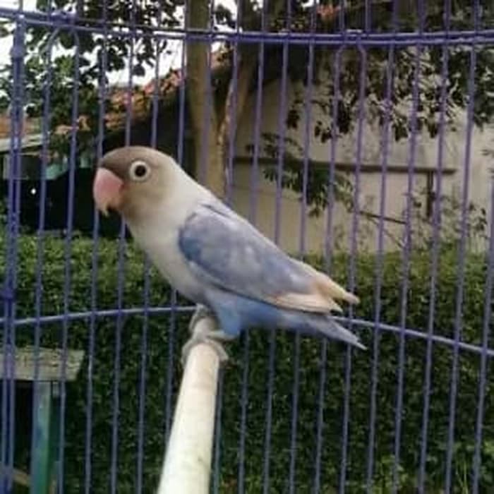 Best Deal Love Bird Pasvio Dewasa Siap Ternak Shopee Indonesia