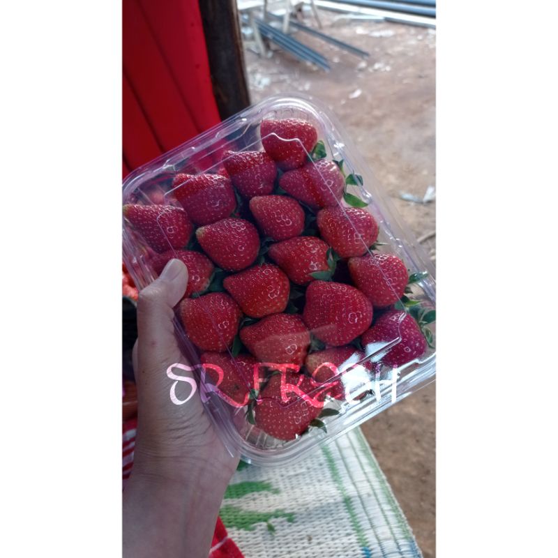 

Strawberry Fresh || langsung dari kebun