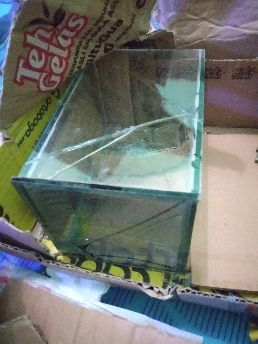 [termurah]soliter Cupang Harga Murah |setiap Pembelian Bonus Sekat|packing Kardus Tebal