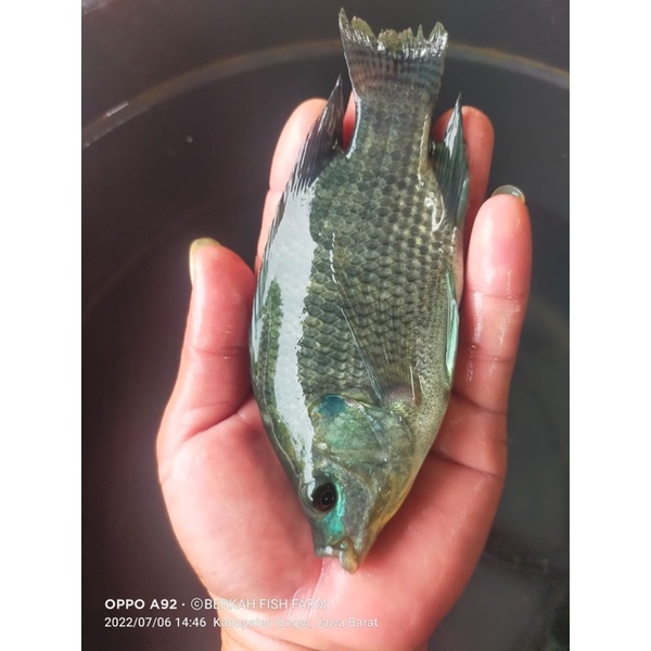 bibit ikan nila hitam 2-3 jari