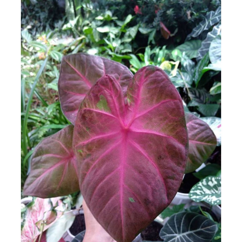 caladium pinky boy keladi pinky boy keladi hias