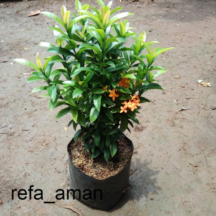 Tanamanhias Asoka Orens/ Bahan bonsai Asoka/Bunga Soka/Ixora
