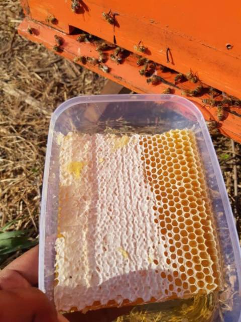 Madu murni COD 500 gram Sarang madu Honeycomb madu sarang melifera madu murni500 gram