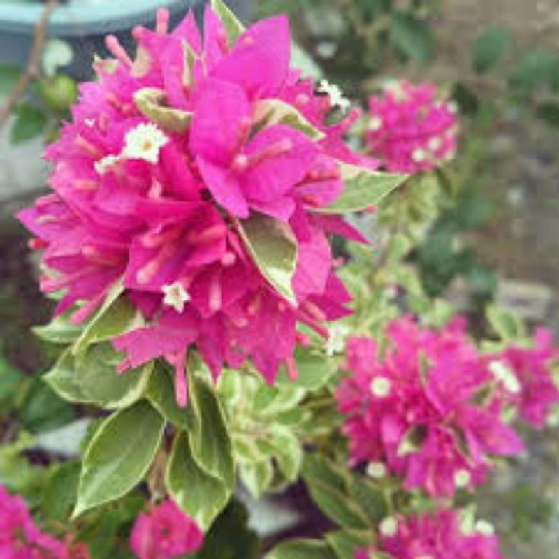 tanaman hias bunga bougenville Singapore varigata stek pucuk