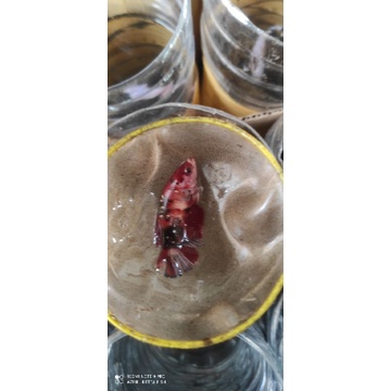 Cupang female koi cooper siap indukan grade A+++