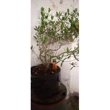 BAHAN BONSAI SANTIGI KARANG