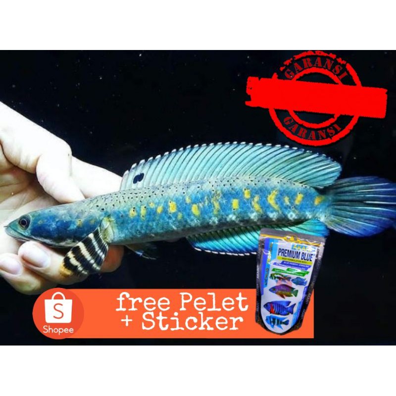 CHANNA BLUE PULCHRA size 5-6 cm Grade A | Free packing