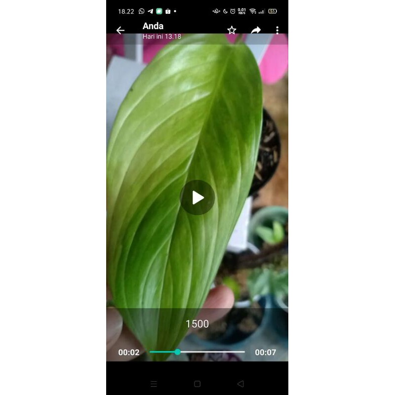 skindapsun varigata sp kalimantan