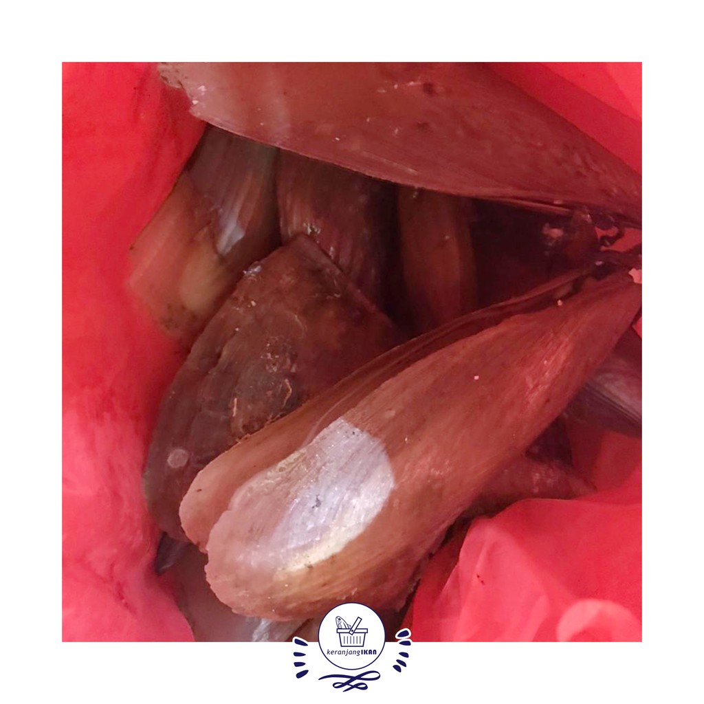 

Kerang Kapak Segar 1 Kg