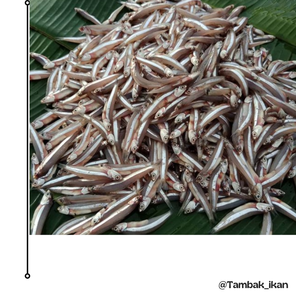 

Ikan Teri / Teri Galer segar 1kg
