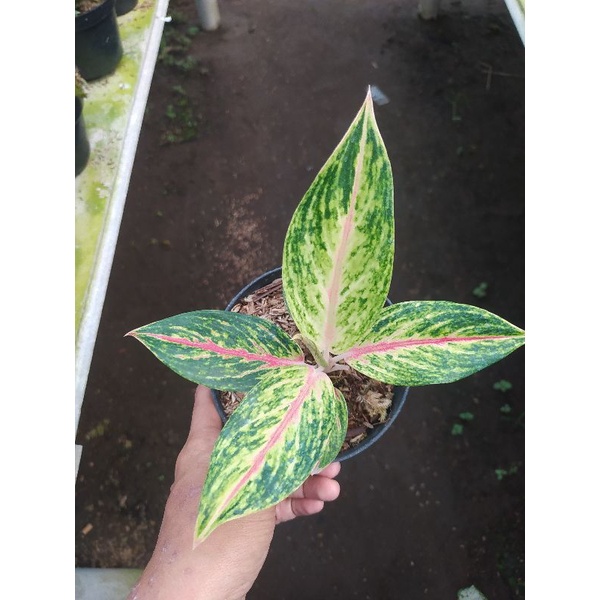 aglonema golden sweet murah - aglaonema golden sweet baby