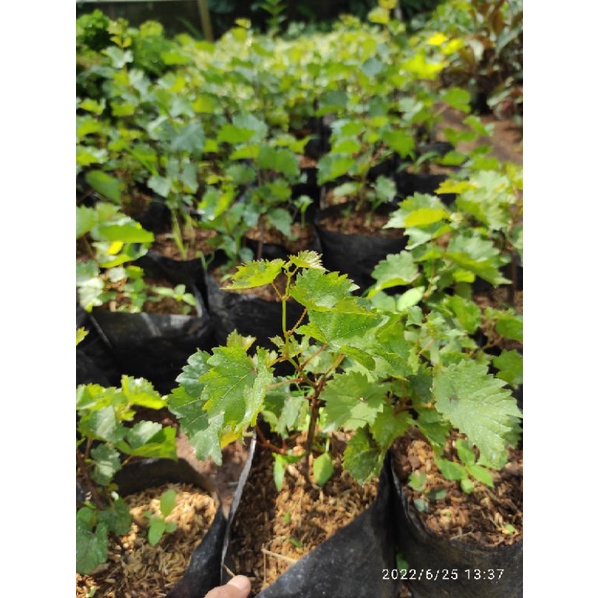 bibit pohon anggur tanaman rambat