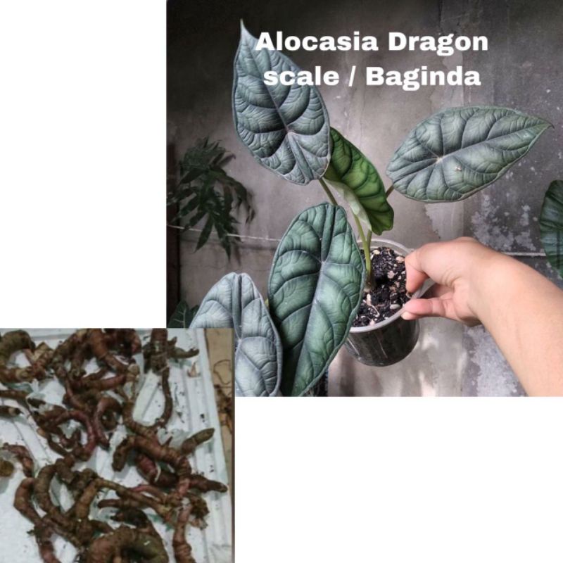 Bibit bonggol Alocasia Dragon scale