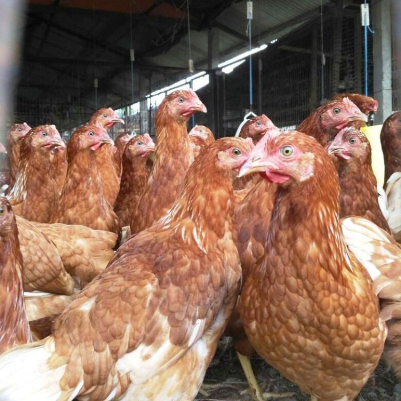 Harga ayam petelur siap telur 2021