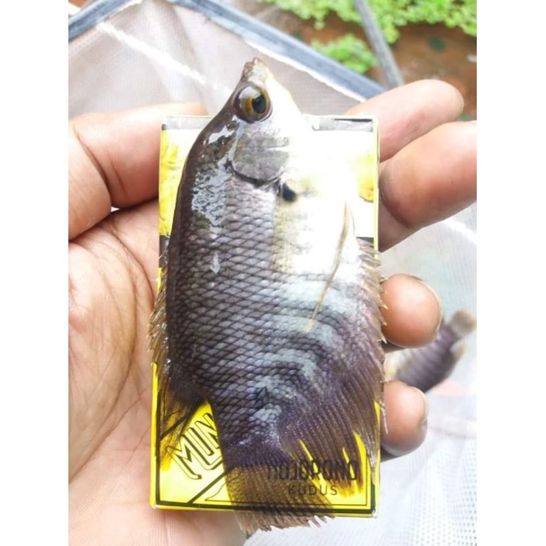 bibit ikan gurame soang