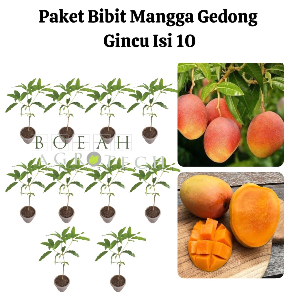 Paket Hemat Bibit Mangga Gedong Gincu Okulasi Isi 10 Bonus Bibit Strawberry+Polibag