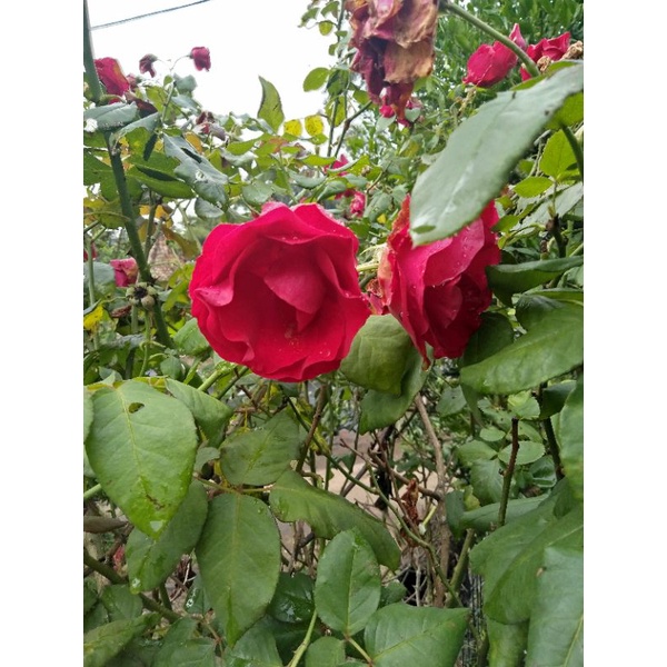 bibit bunga mawar.bibit bunga.bunga mawar.mawar merah