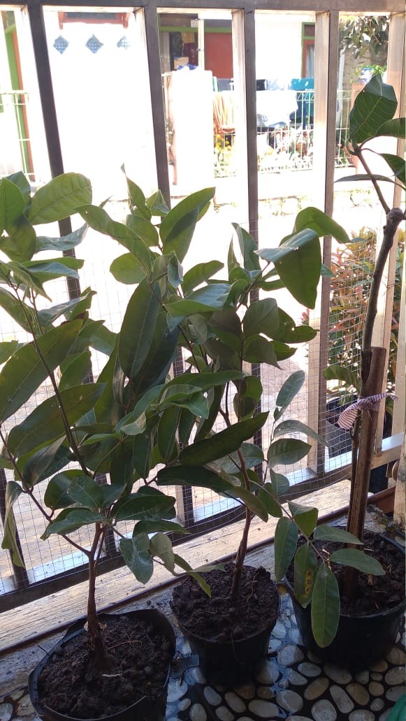 Bibit Mangga Alpukat Supermurah