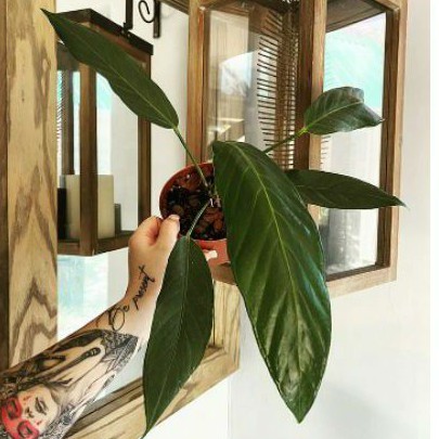 Anthurium Spectabile | Anthurium Selendang