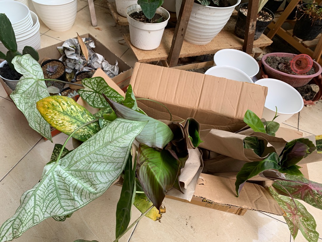 Alocasia Kupng Kelinci Murah