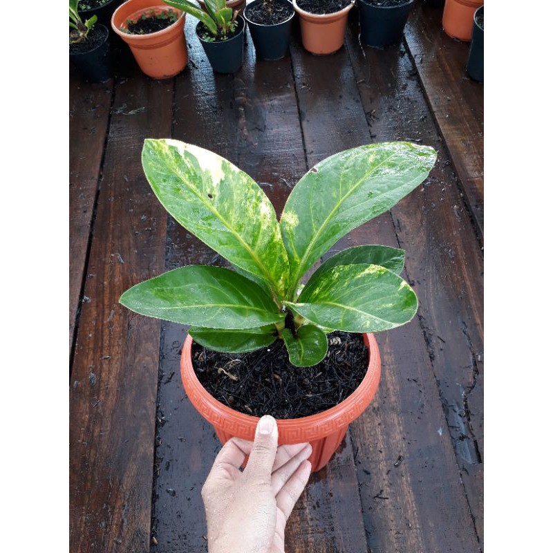 Jemani Varigata Mangkok TORNADO