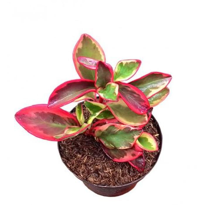 Peperomia Merah