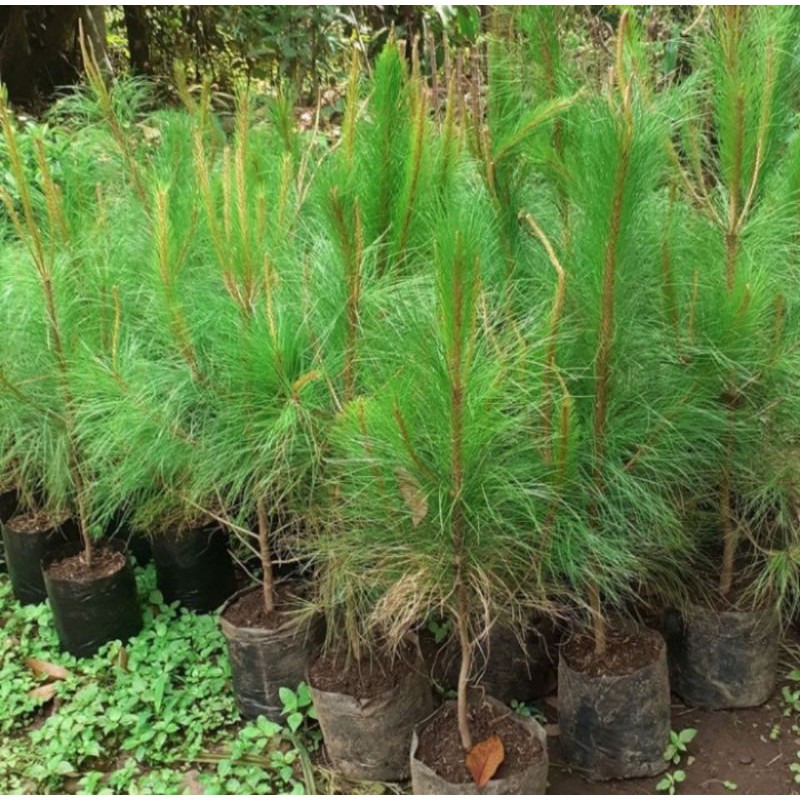 Pohon Cemara Pinus Tanaman Hias Bibit Pohon Cemara Pinus