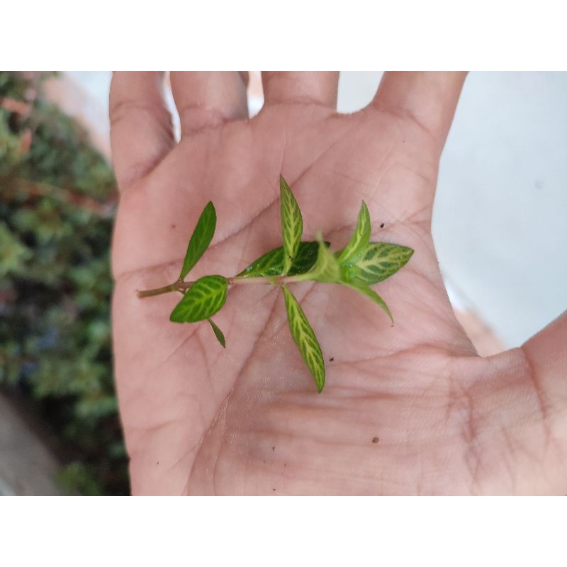 Ludwigia Atlantis