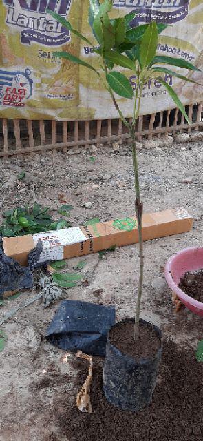 Bibit Buah Mangga Chokanan Supermurah