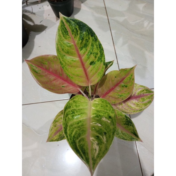 Aglonema Jamela Jackpot