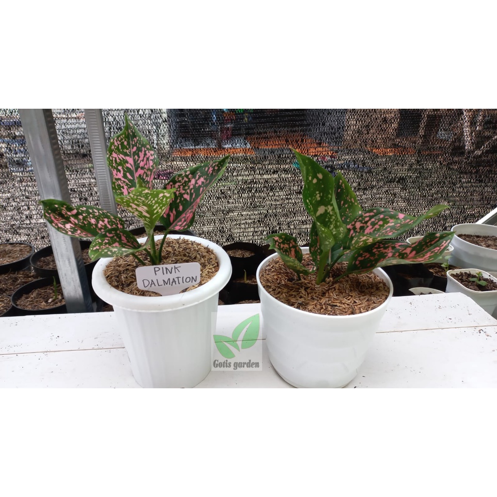 Aglonema PINK DALMATION Remaja 4-6 daun