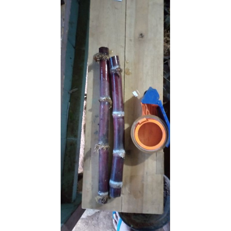 tebu wulung/tebu hitam