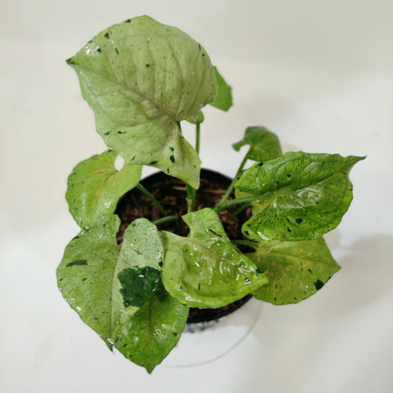 SYNGONIUM GREEN SPLASH