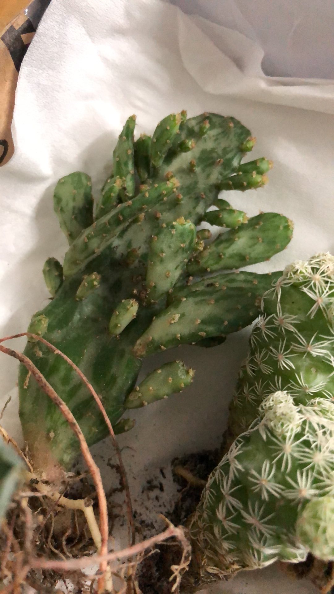 Kaktus Opuntia Vulgaris Variegata